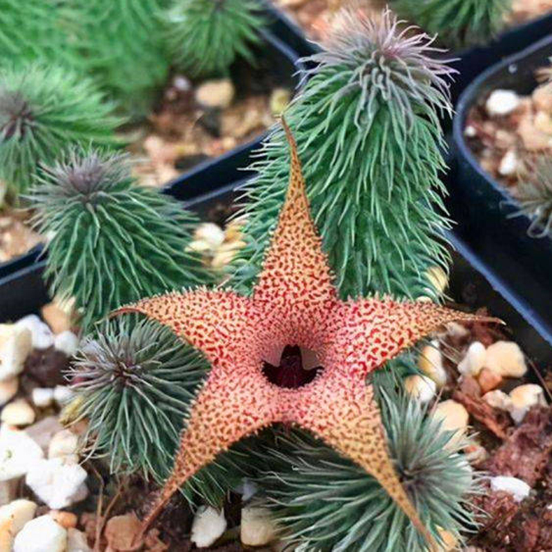 阿修罗多肉 外形奇特t肉肉萝藦科植物五角星花瓣好养活稀有