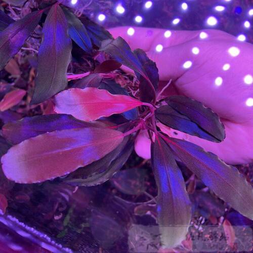 辣椒榕 辣椒蓉 粉红蜈蚣 老品种