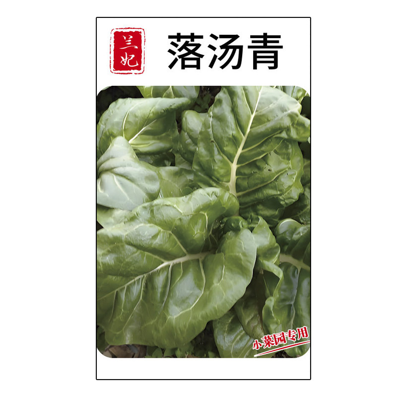 兰妃蔬菜种子落汤青三月青种子