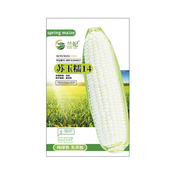 苏玉糯甜糯玉米种子高产大棒种非转基因杂交甜糯玉米种籽春秋季