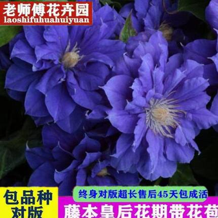 2022新品进口铁线莲四季重瓣爬藤植物花苗带花庭院花卉盆栽室内花