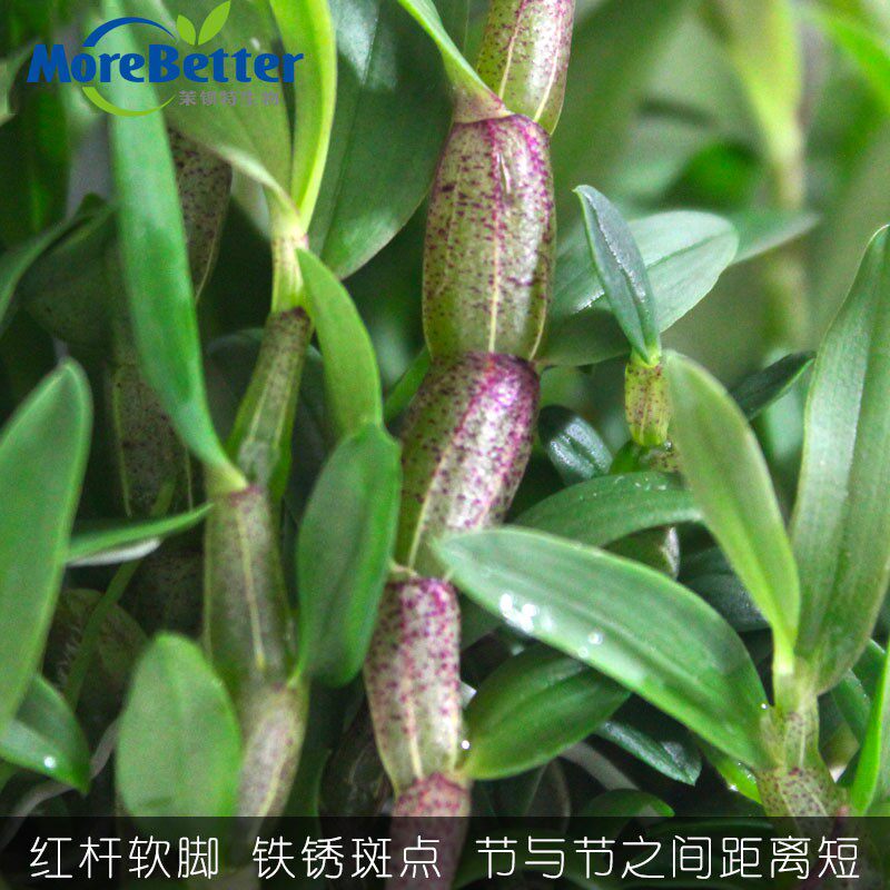 铁皮石斛组培苗铁皮石斛瓶苗铁皮枫斗苗红杆软脚正品品种食用盆栽