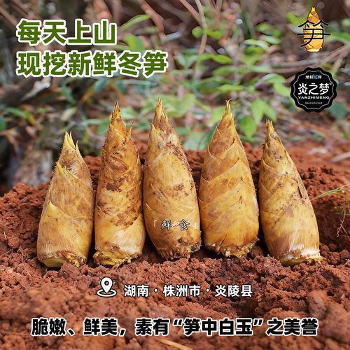 湖南农家现挖现发新鲜大冬笋5斤