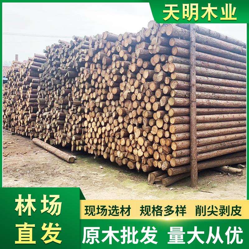松木桩 打桩木防汛木桩木桩湿地松 松桩 松柱 河道木桩松木杉木桩