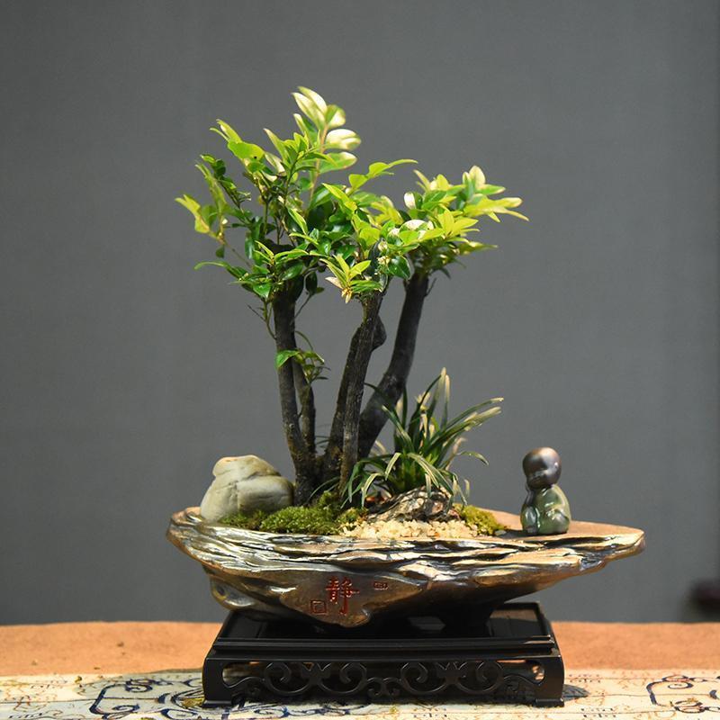 黑骨茶小叶紫檀盆栽盆景树桩室内客厅茶桌面中式绿植送礼好养植物