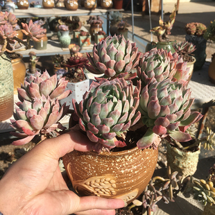 马肉苋科链接老桩好货精非满直B播大小品常O容易胖号多齿悬崖公主