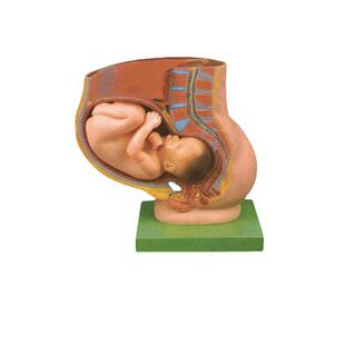 博友骨盆含妊娠九个月胎儿模型妊娠胎儿模型,女性妊娠子宫结构