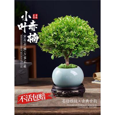 小叶赤楠老桩苗紫檀微景观水培办公H室四季好养金丝楠木绿植