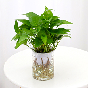 水培植物集合 绿萝竹芋小发财树水O养室内桌面办公室绿 自动吸水