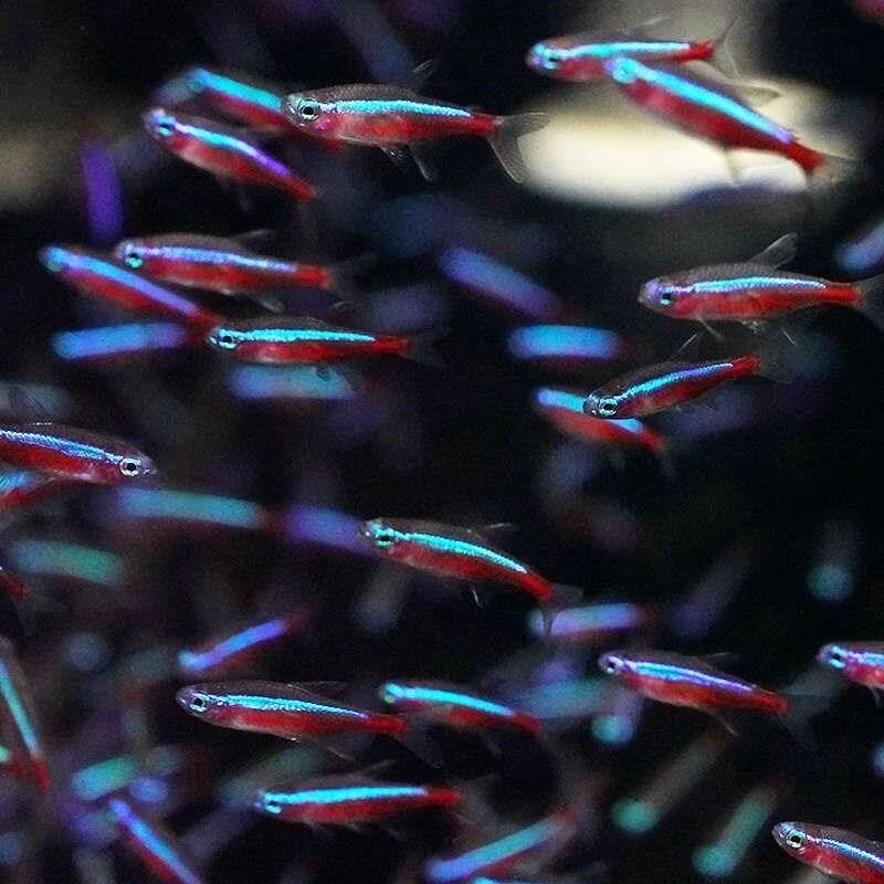 新款宝莲灯鱼小型灯鱼红绿灯科鱼缸水草缸群游新手淡水鱼热带观赏