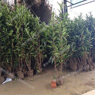 冬青苗树苗法国冬青苗庭院工程绿化苗木篱笆法国冬青树珊瑚树苗