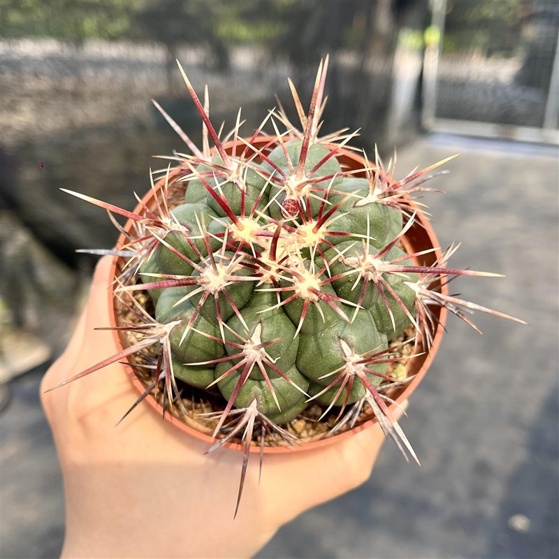 大统领仙人球实生一物一拍狂刺强刺瘤玉属仙人掌开花小盆栽