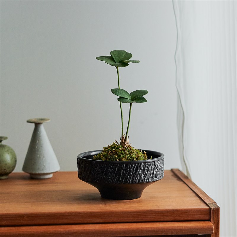 墨西哥铁苔藓球桌面书房新中式禅意常青绿植室内U植物铁树幸运草