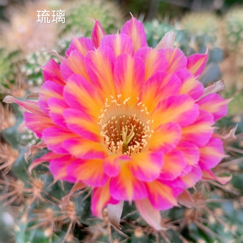 琉璃 仙人球丽花H3公分无根侧芽