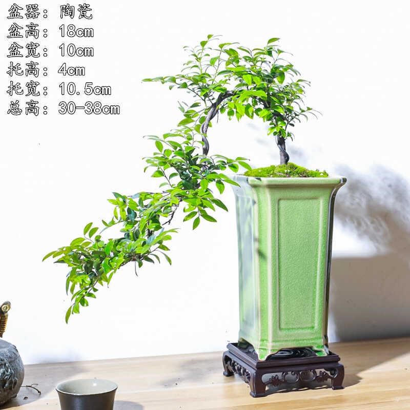悬崖式小叶紫檀黑骨茶盆景飘枝造型盆栽室内中式茶室阳台送礼绿植
