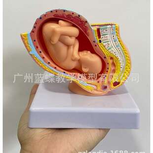女性盆腔附足月胎儿模型 妊娠发育九个月胎儿子宫 胚胎模型 胎儿