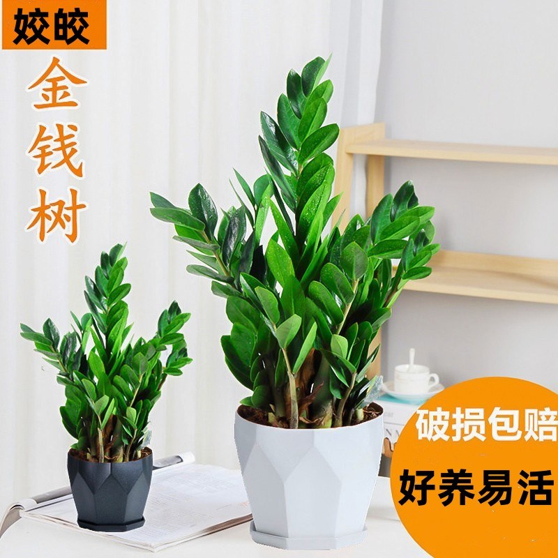 金钱树盆栽植物室内好养花卉客厅四季办公室大发财树招财绿植盆景