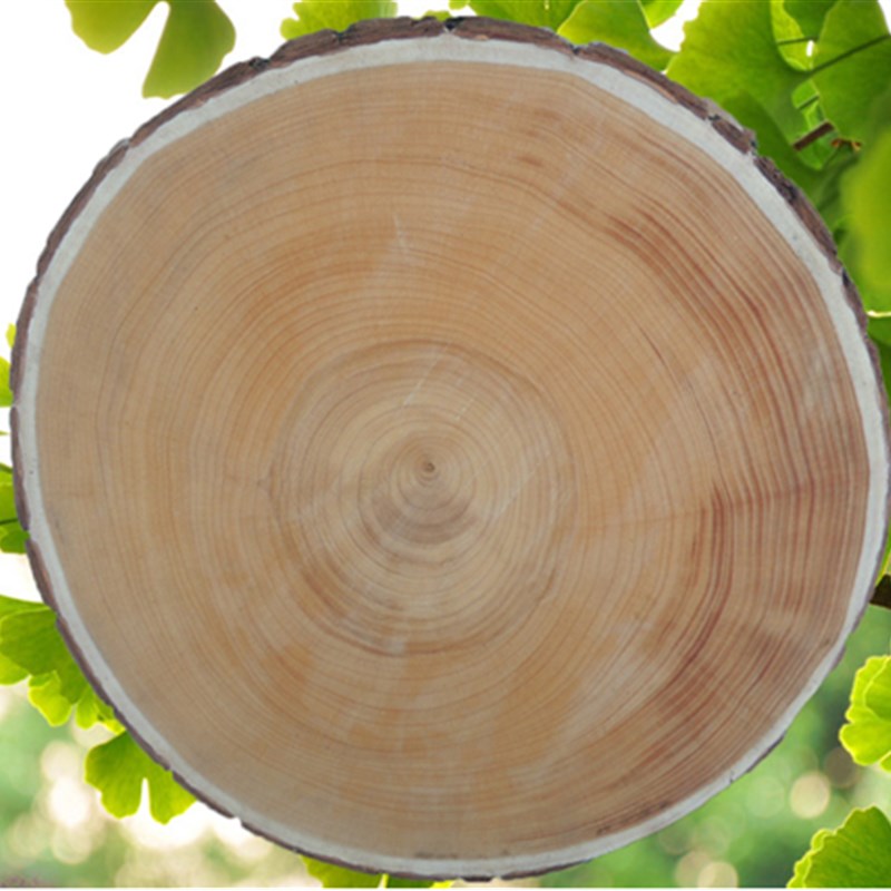 银杏砧板白果树防霉切菜板整木家用商用实木砧板酒店加厚圆墩剁骨