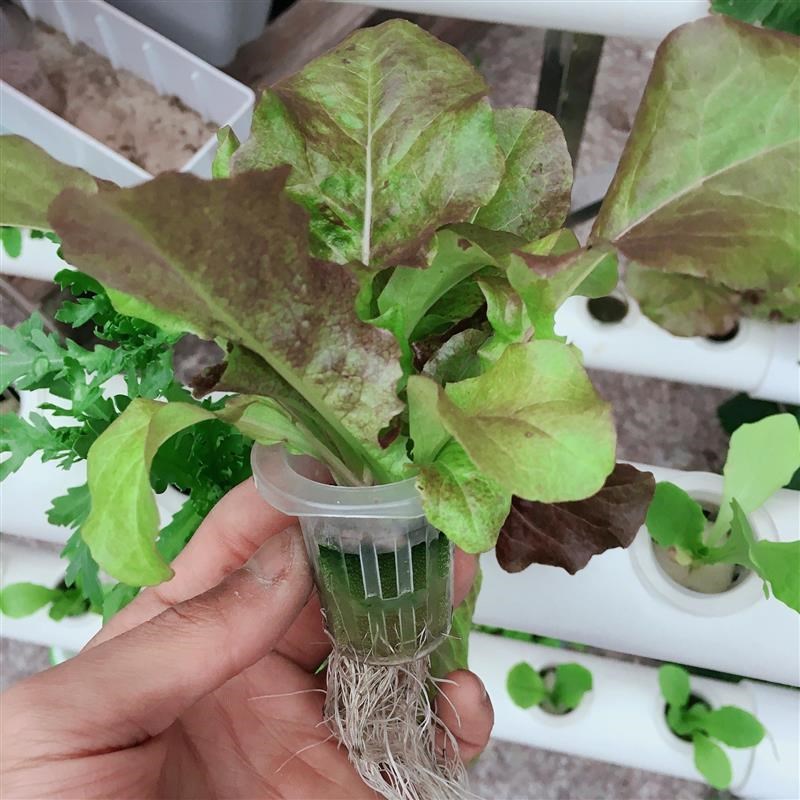 12孔水培蔬菜种植箱阳台无土栽培草莓植物花卉设备自动化塑料花盆