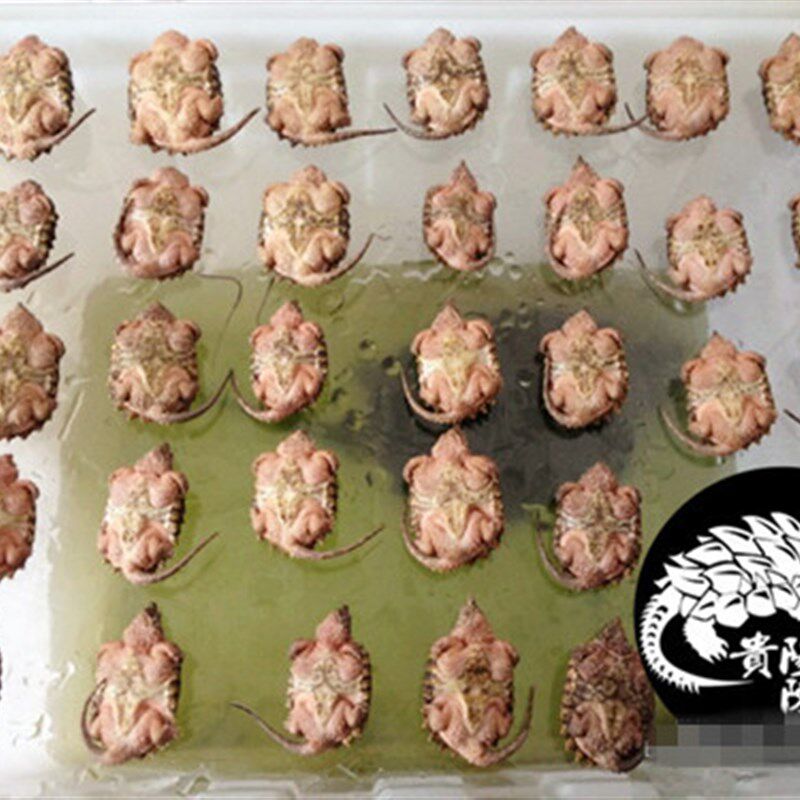 貴陽陳師变异大鳄龟/大理石变异鳄龟/粉肉鳄龟