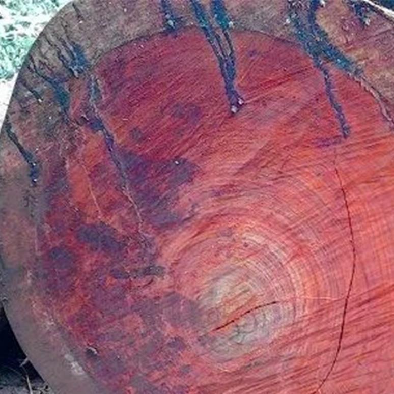 现货红樱桃原木 非洲红樱桃木材 圣桃木方料加 工定 制红樱桃板材