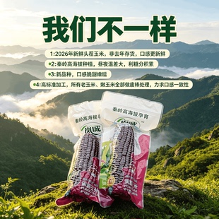 2026年新鲜黑糯玉米 产自高海拔秦岭山区 脆甜嫩糯 代餐 黑甜糯