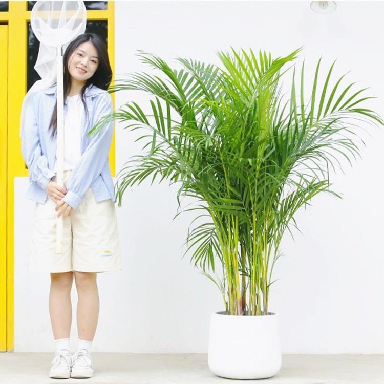 散尾葵盆栽凤尾竹室内客厅大型绿植盆栽袖珍椰子夏威夷花卉植物