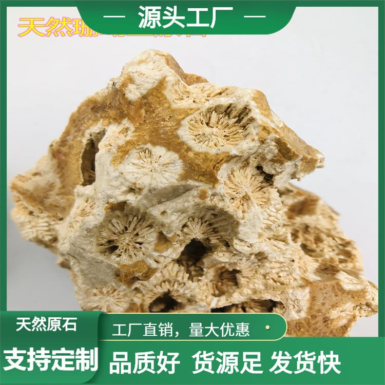 天然珊瑚玉原石珊瑚化石原料菊花玉有机宝石发财玉收藏观赏摆件