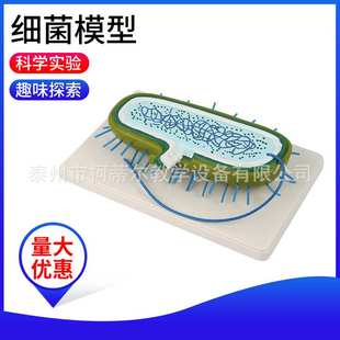 细菌模型 细胞核模型 染色体模型 生物教学模型