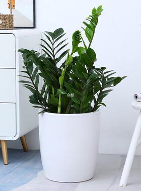 简约白色特大号陶瓷花盆种金钱树高筒落地室内客厅庭院盆栽大意赛