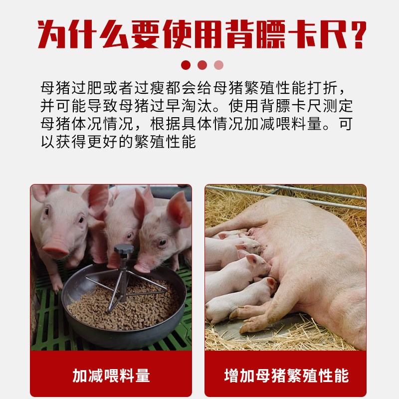 猪用背膘卡尺不锈钢喂料管理尺猪用膘情测定指导器妊娠母猪背标尺