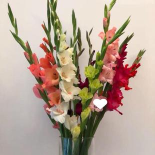 AB级粉色剑兰水养鲜花直发|办公室新鲜剑兰水培客厅花期长花苞