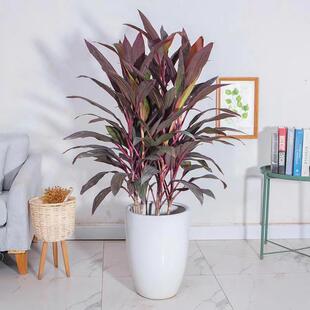 金边红叶朱蕉绿植盆栽大型室内客厅卧室观叶盆景水培红叶铁植物