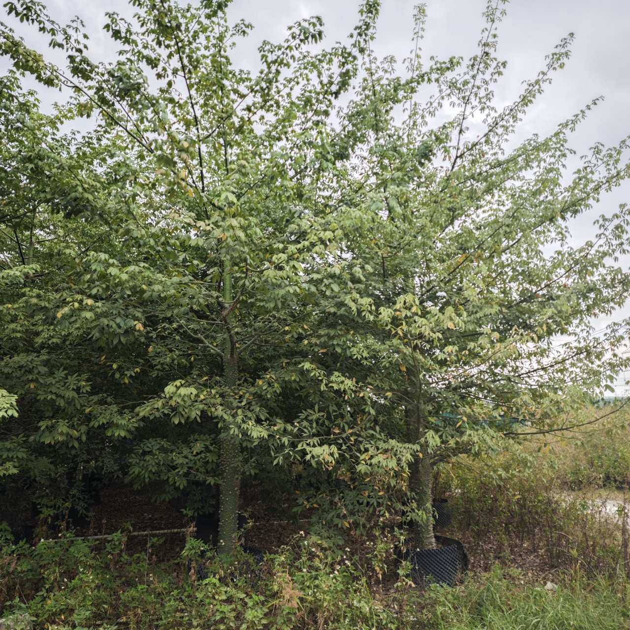 2410苗木场供应 全冠 美丽异木棉20-30cm 美人树 公园行道树