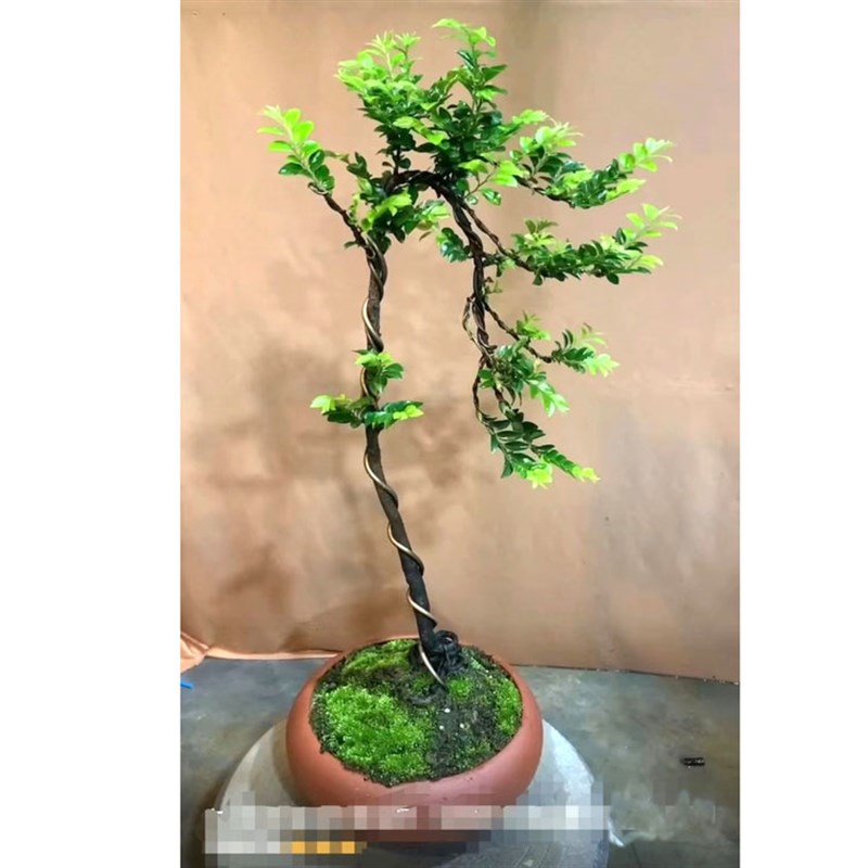 造型文人桩小叶紫檀树桩盆景办公桌客厅玄关桌面绿植盆栽黑骨茶