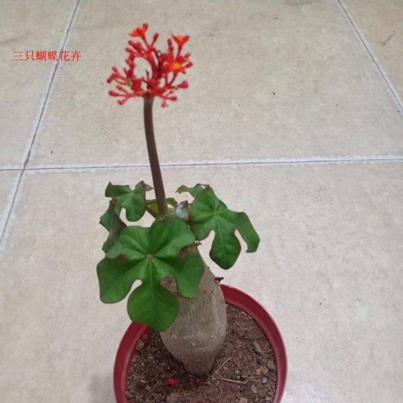 四季佛肚海棠开花不断p块根植物水培多肉植物观花佛肚树净化空气