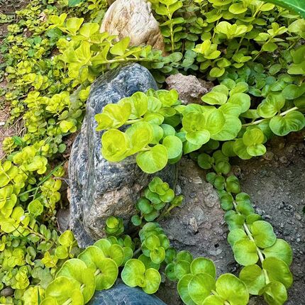 方盘金叶过路黄盆栽金边圆叶垂吊庭院花园多年生地被植物花境配植