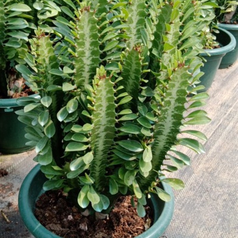 超大巴西龙骨仙人掌室内阳台防辐射吸甲R醛易养绿植好包邮