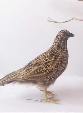 .新款竹鸡假媒竹鸡模型园林竹鸡户G外竹鸡摆件室外羽毛竹鸡假