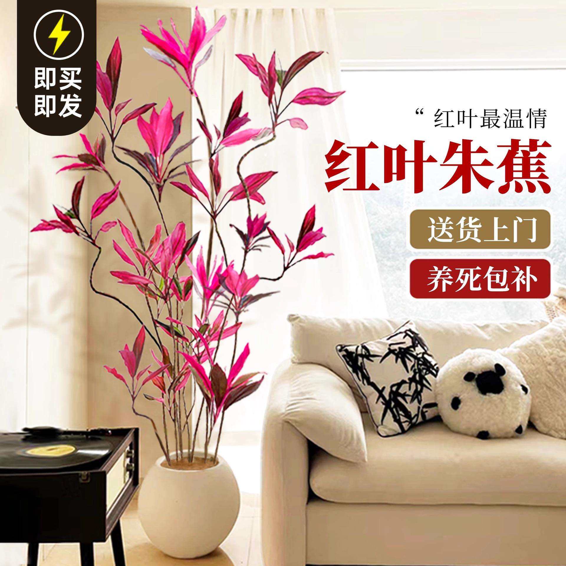 红叶朱蕉绿植室内大型盆栽落地式办公室客厅植物四季好养活吸甲醛