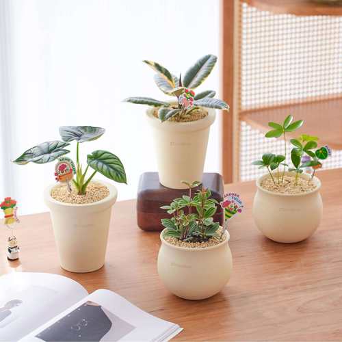 办公室绿植盆栽室内好养活适合懒人养的四季植物花卉办公桌面摆件