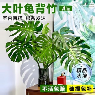 水培植物大叶老桩龟背竹室内好养除甲醛客厅P高级感绿植四季 常青