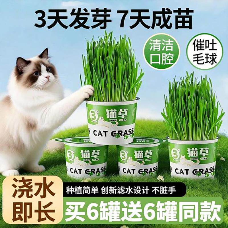 猫草盆栽种植助化毛新鲜猫草种子自种猫薄荷官方正品懒人猫咪用品
