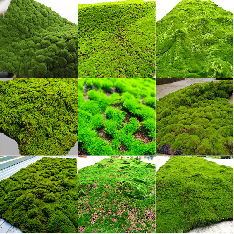 仿真苔藓草皮微景观盆景造景装饰 假苔藓青苔植物墙绿植人造草坪