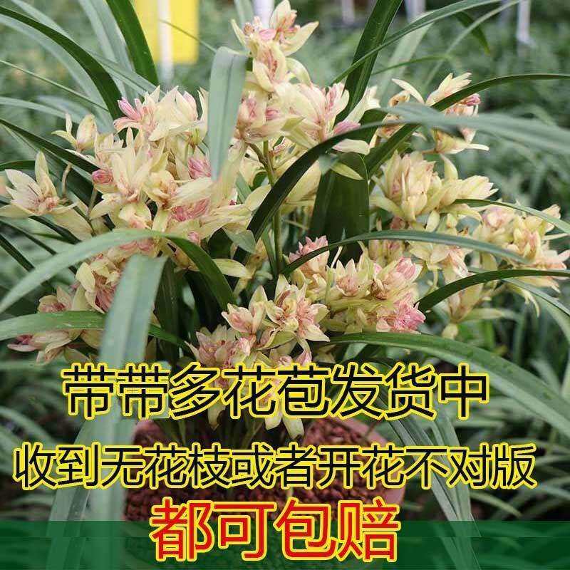 带多花苞多品种富山奇蝶蜀绣花开花浓香好养活室内客厅浓香型兰花