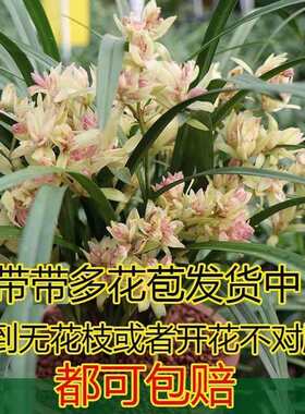 带多花苞多品种富山奇蝶蜀绣花开花浓香好养活室内客厅浓香型兰花
