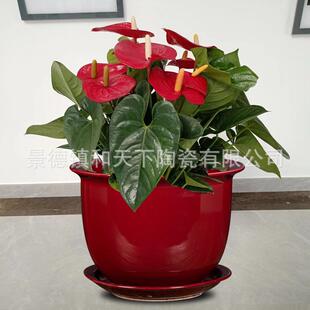 陶瓷花盆红色大口径蝴蝶兰专用盆套盆轻奢简约白色兰花盆家用绿萝