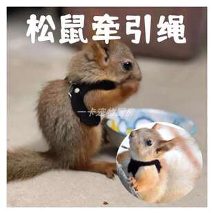 松鼠牵引绳专用背带式防咬衣服链子花枝鼠小绳子脖绳溜绳宠物大全