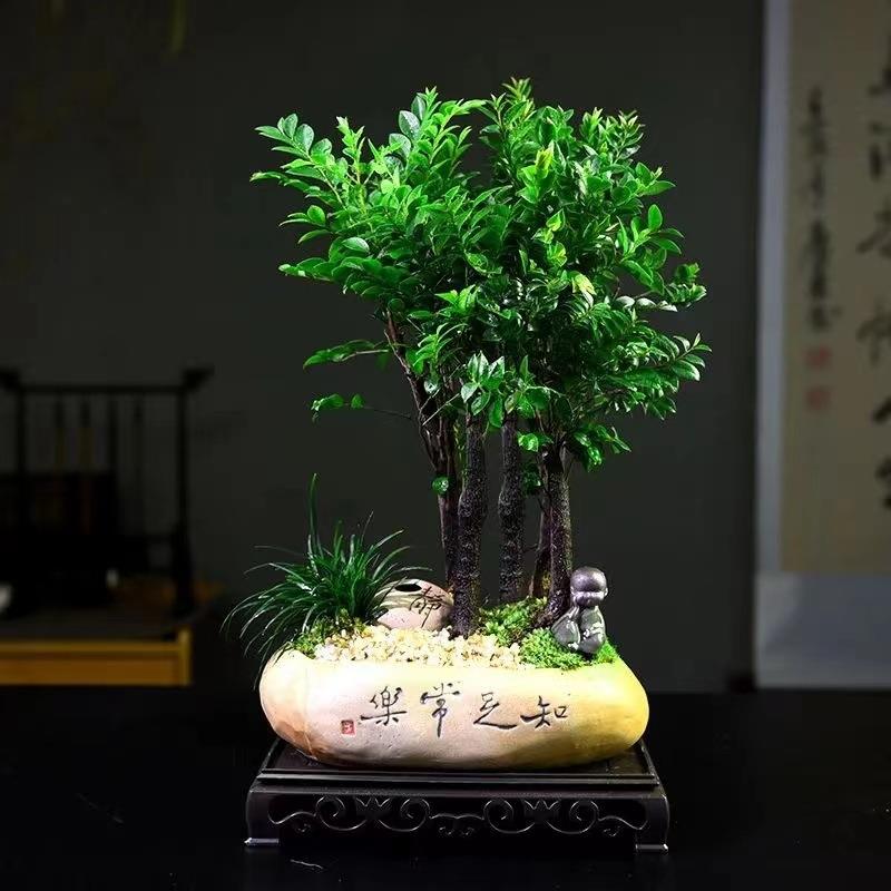 【精选】紫檀木盆景新中式室内好养桌面摆件绿植花卉盆栽鲜活