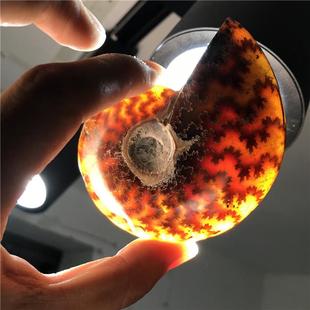 天然矿物马达加斯加玉化螺雕嘴螺螺化石菊石摆件螺